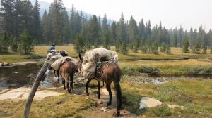 John Muir Trail - Pack Mules near Marie Lake